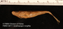 FMNH_58711_Gnathopogon longifilis_holotype_ventral.FZ.jpg